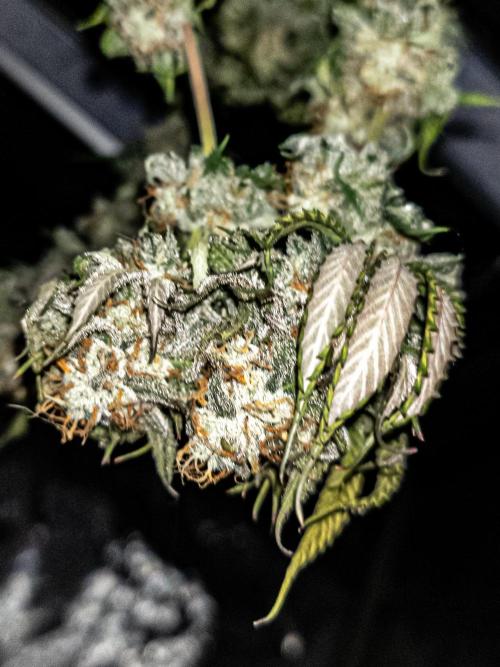 Seed Supplier Project. Week 13
