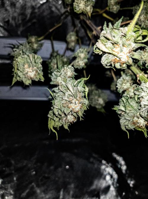 Seed Supplier Project. Week 13