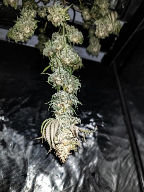 AeroZesh S6 Inline Fan. Week 13