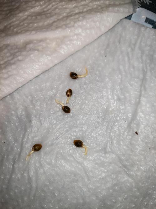 Namek Gen8x Hunt - Noy Nah. Week 0 - Paper towels were each soaked with 10ml of a 10% solution of 3% H₂O₂ and RO water. 0,3 EC and 6,0 pH