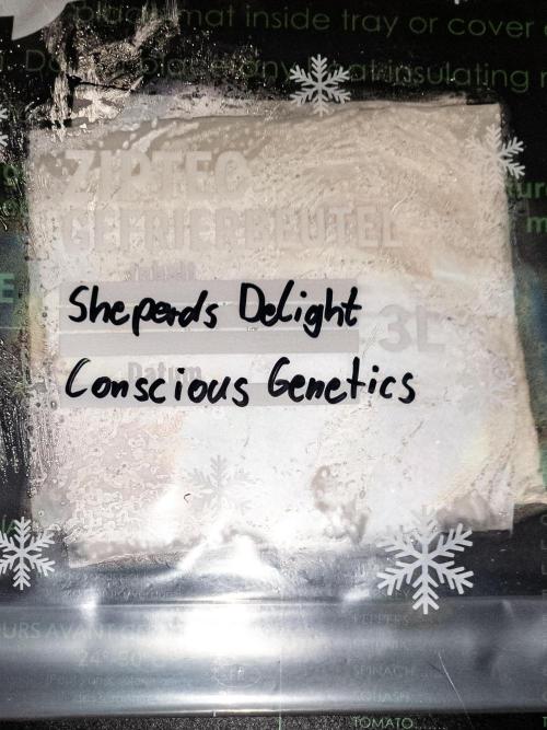 Conscious Genetics - Shepherds Delight. Week 0 - Stored 25°C