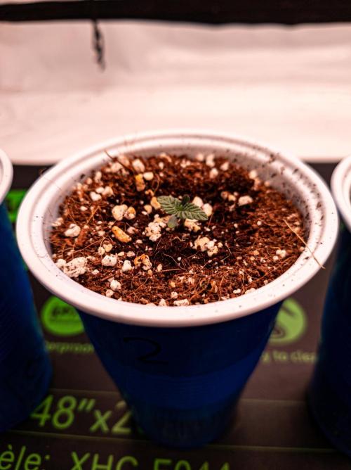 Conscious Genetics - Shepherds Delight. Week 1 - Pheno 2. Only a bit behind P1 and P5