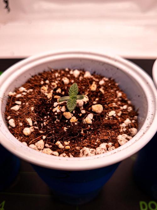 Conscious Genetics - Shepherds Delight. Week 1 - Pheno 3. Same as P2