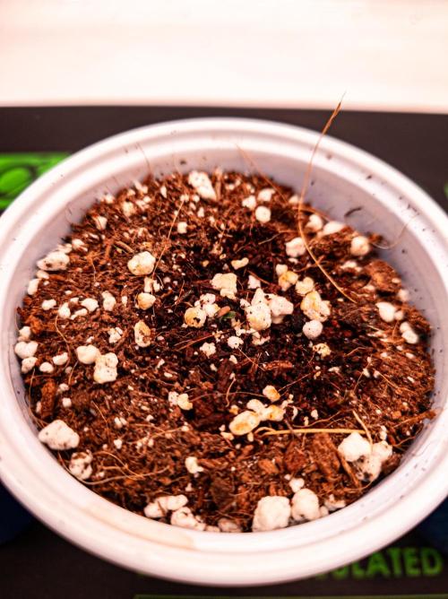 Conscious Genetics - Shepherds Delight. Week 1 - Pheno 4. A little bit slow or seems to struggle a bit