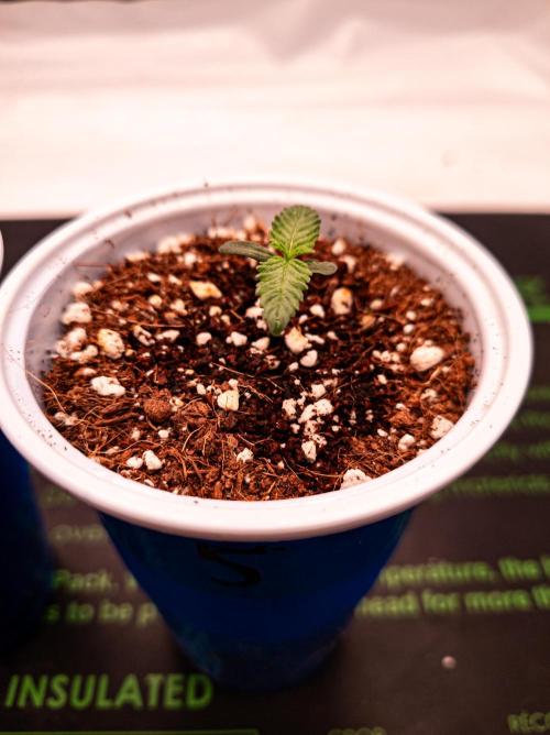 Conscious Genetics - Shepherds Delight. Week 1 - Pheno 5. Shows vigorous growth like P1