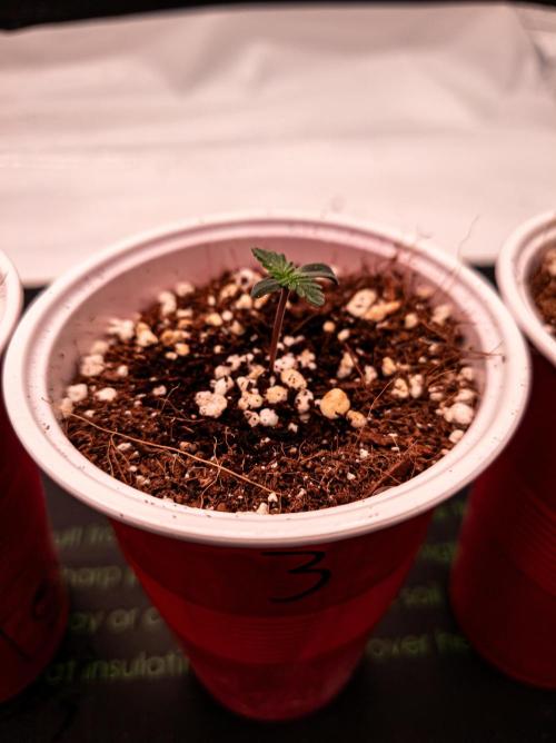 Namek Gen8x Hunt - Noy Nah. Week 1 - Pheno 3. Like P4, they both show vigorous growth