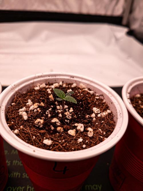 Namek Gen8x Hunt - Noy Nah. Week 1 - Pheno 4.