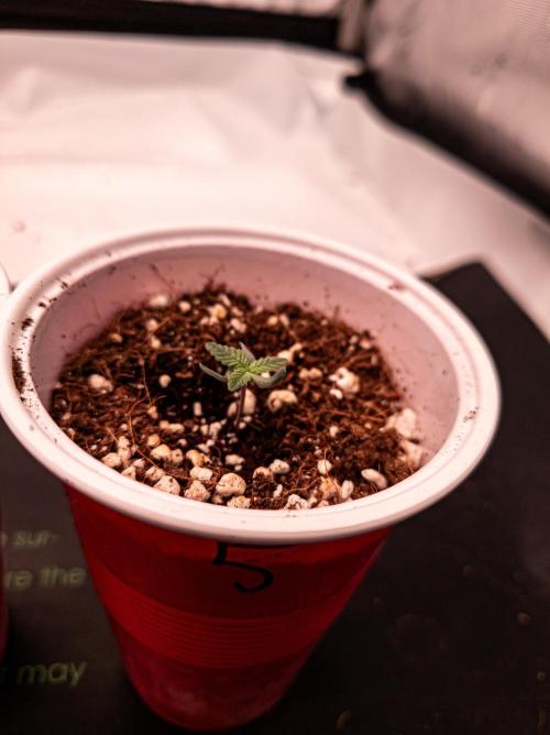 Namek Gen8x Hunt - Noy Nah. Week 1 - Pheno 5. The special one of the bunch. Started with 3 cotyledons and now with 3 first true leaves.