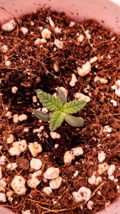 Namek Gen8x Hunt - Noy Nah. Week 1 - Pheno 5 close up