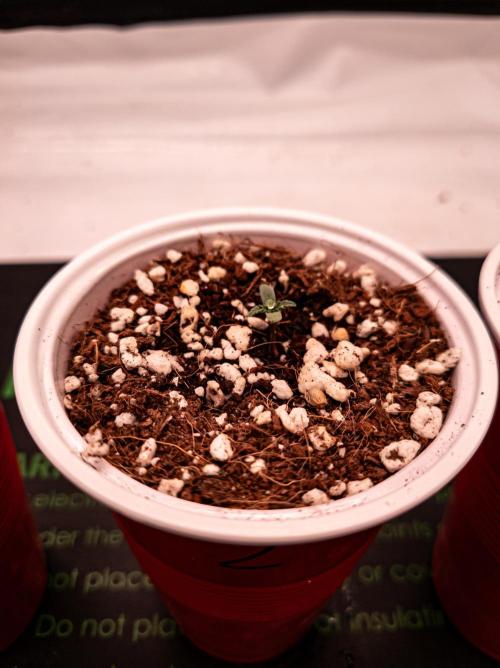 Namek Gen8x Hunt - Noy Nah. Week 1 - Pheno 2. Also a tad bit slow but no visible problems.