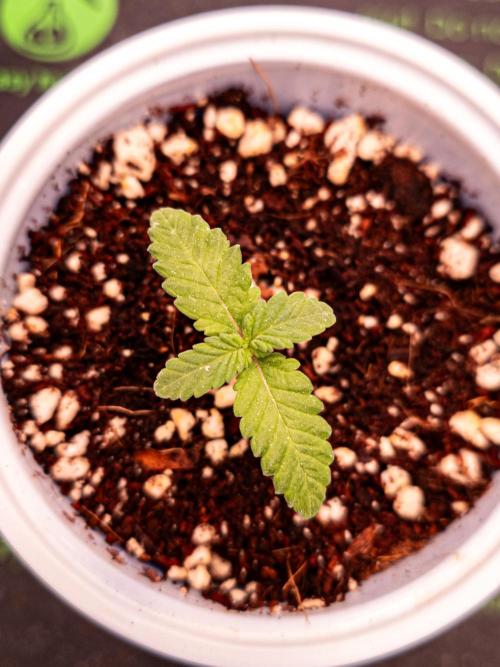 Conscious Genetics - Shepherds Delight. Week 2