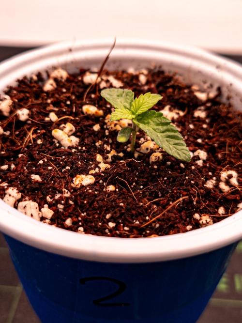 Conscious Genetics - Shepherds Delight. Week 2