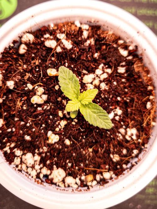 Conscious Genetics - Shepherds Delight. Week 2
