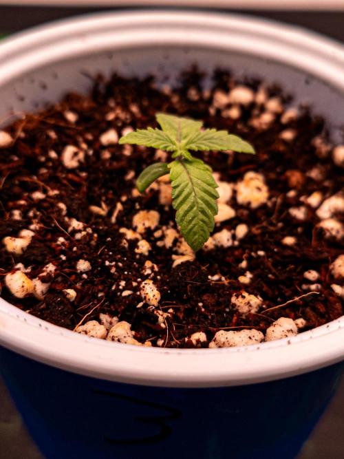 Conscious Genetics - Shepherds Delight. Week 2