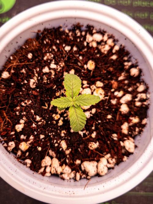 Conscious Genetics - Shepherds Delight. Week 2
