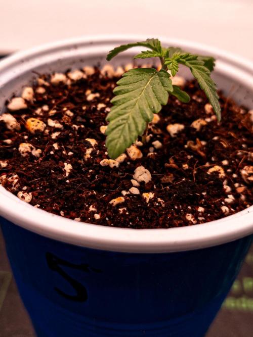 Conscious Genetics - Shepherds Delight. Week 2