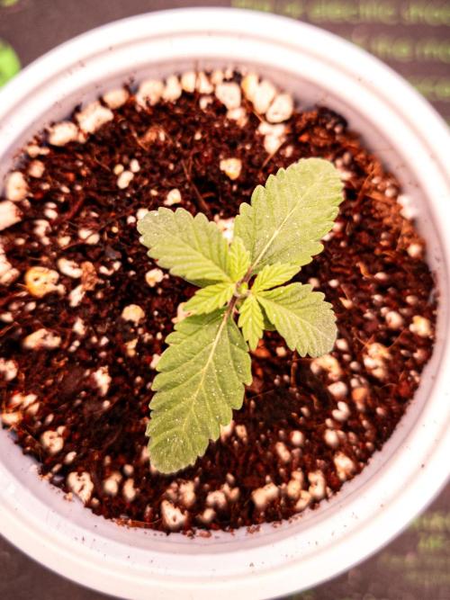 Conscious Genetics - Shepherds Delight. Week 2