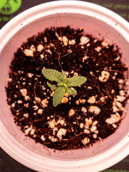 CLOUDLAB 844, Advance Grow Tent 4x4. Week 2