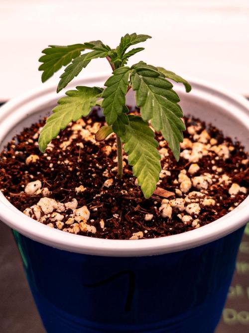 Conscious Genetics - Shepherds Delight. Week 3