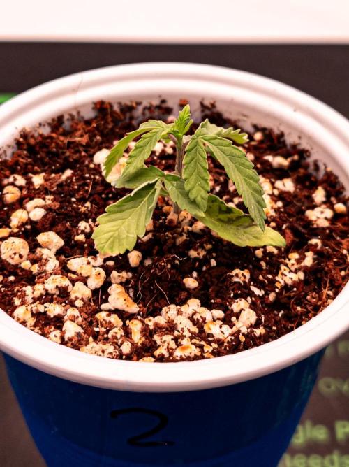 Conscious Genetics - Shepherds Delight. Week 3