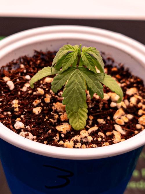Conscious Genetics - Shepherds Delight. Week 3