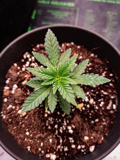 CLOUDLAB 844, Advance Grow Tent 4x4. Week 4