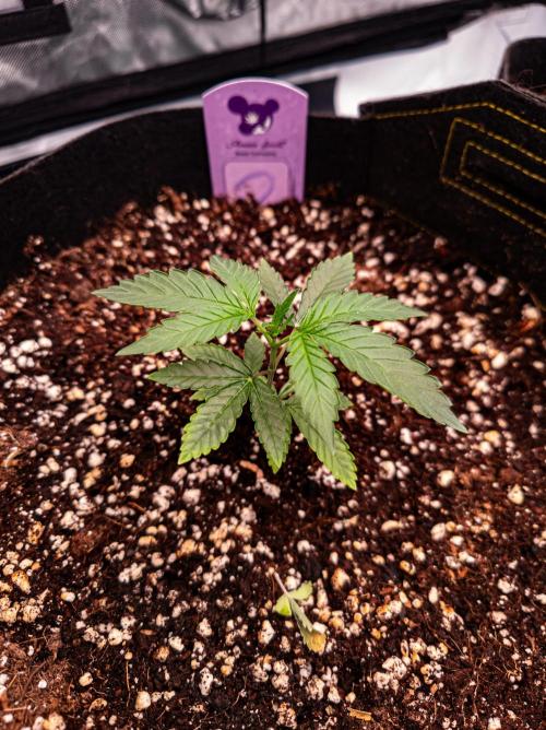 Conscious Genetics - Shepherds Delight. Week 4