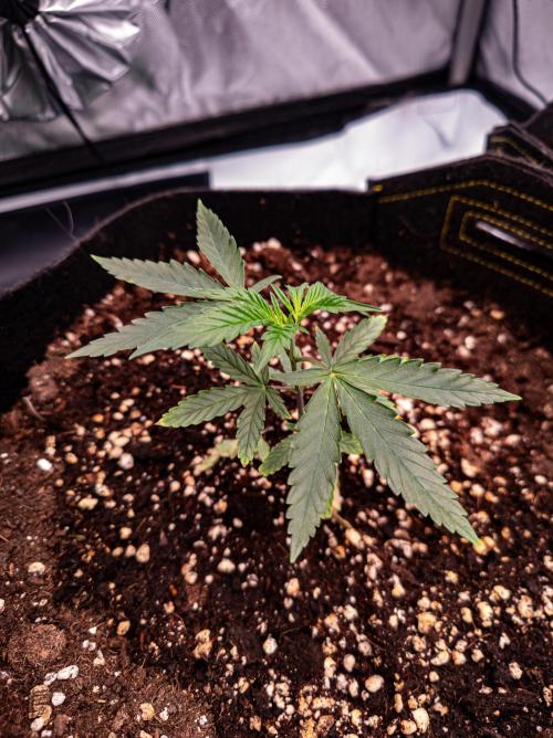 Conscious Genetics - Shepherds Delight. Week 4