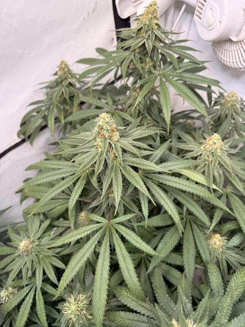 Community Seeds Grow. Week 5