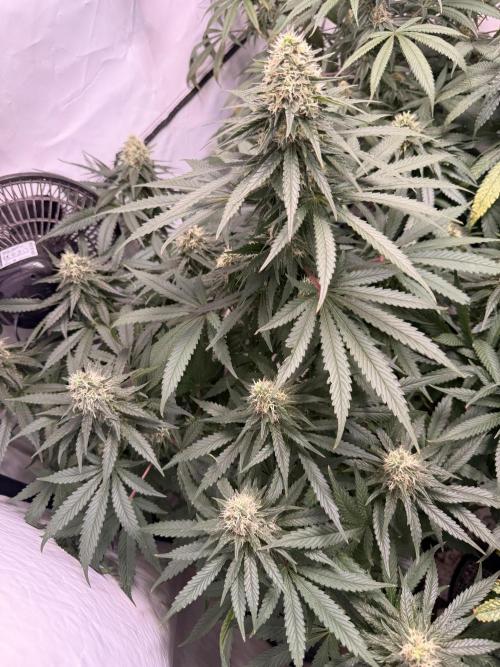 Community Seeds Grow. Week 5
