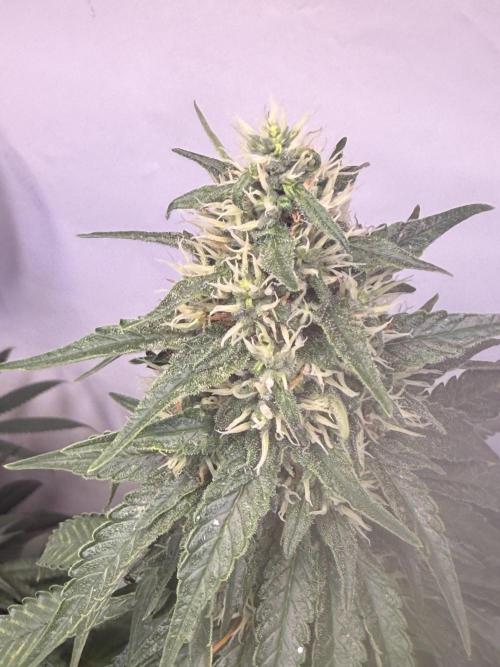 Community Seeds Grow. Week 5