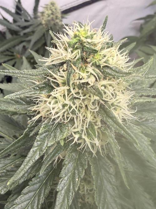 Community Seeds Grow. Week 5