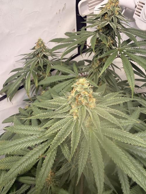 Community Seeds Grow. Week 5