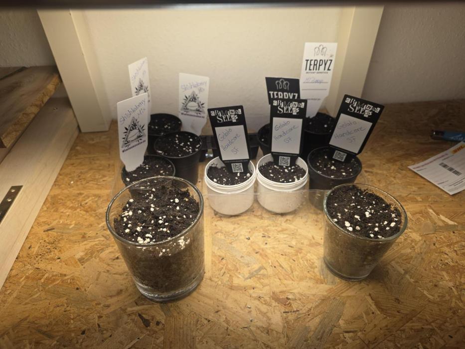 Magical.Terps. Week 0