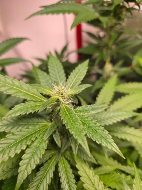 Magical.Terps. Week 5