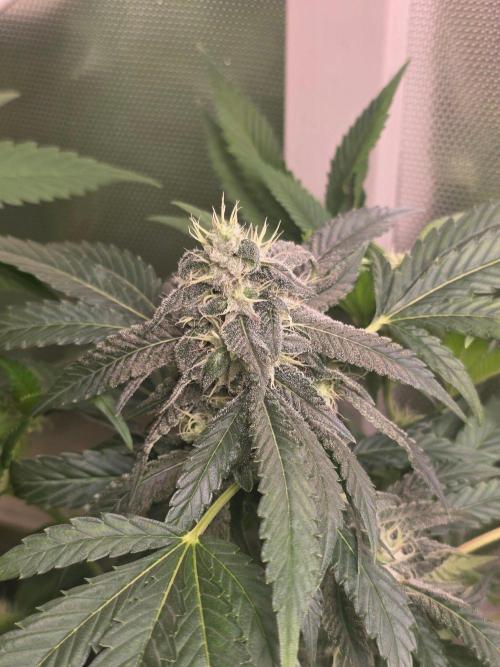 Magical.Terps. Week 5