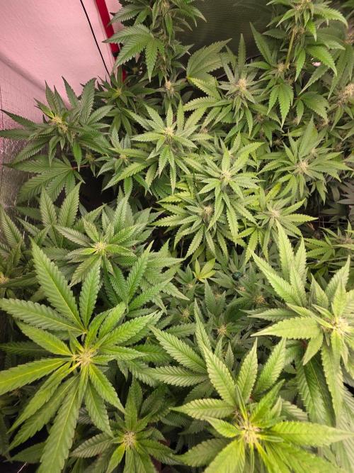 Magical.Terps. Week 5