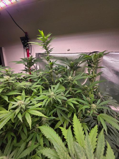 Magical.Terps. Week 5