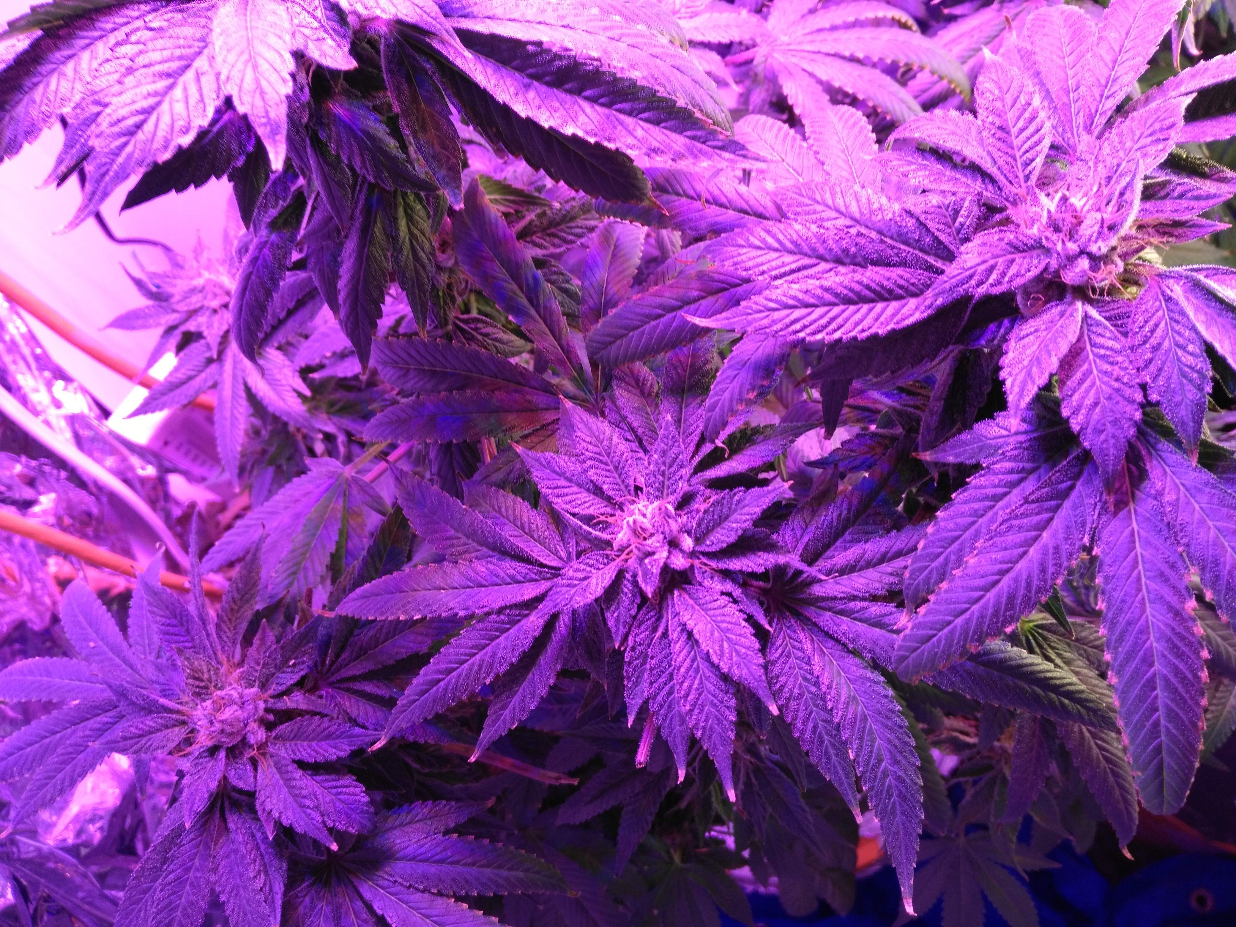 Purple Kush grow diary (journal) week15 by Mcblazingninja GrowDiaries