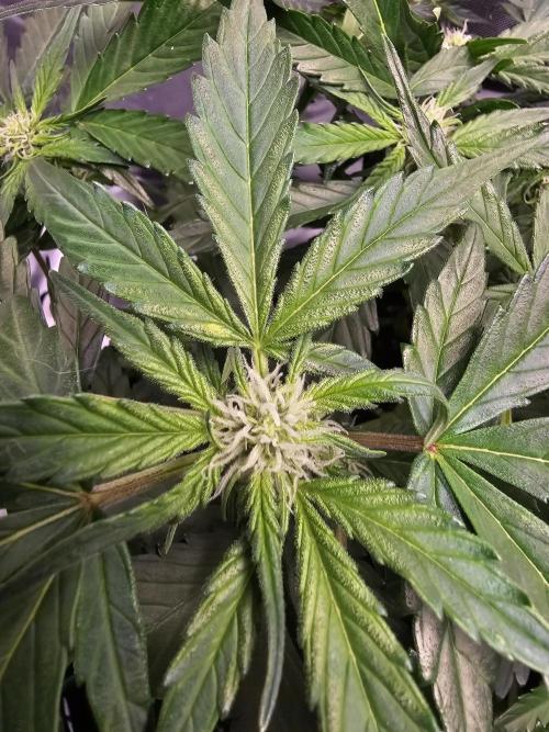 Bruce B & Sour D. Week 7 - Sour diesel