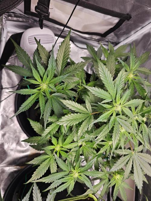 Bruce B & Sour D. Week 7 - Sour diesel