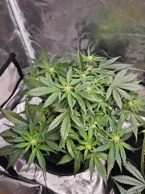 Bruce B & Sour D. Week 7 - Sour diesel