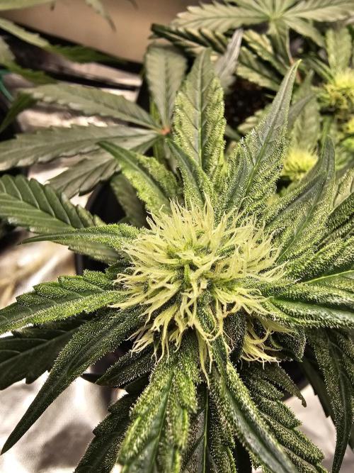 Bruce B & Sour D. Week 7 - Bruce Banner