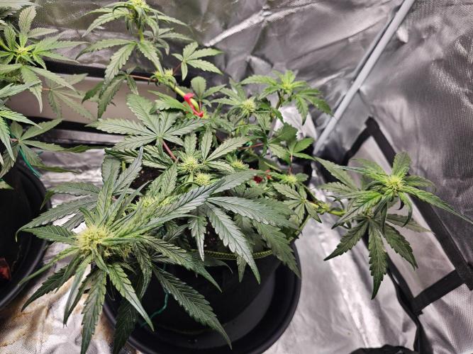 Bruce B & Sour D. Week 7 - Bruce Banner