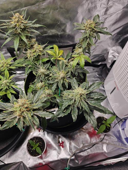 Bruce B & Sour D. Week 9 - Bruce banner