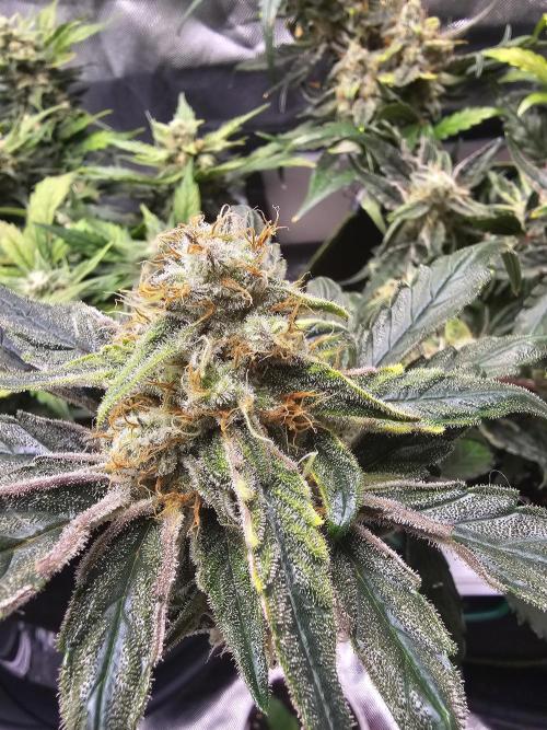 Bruce B & Sour D. Week 9 - Bruce banner