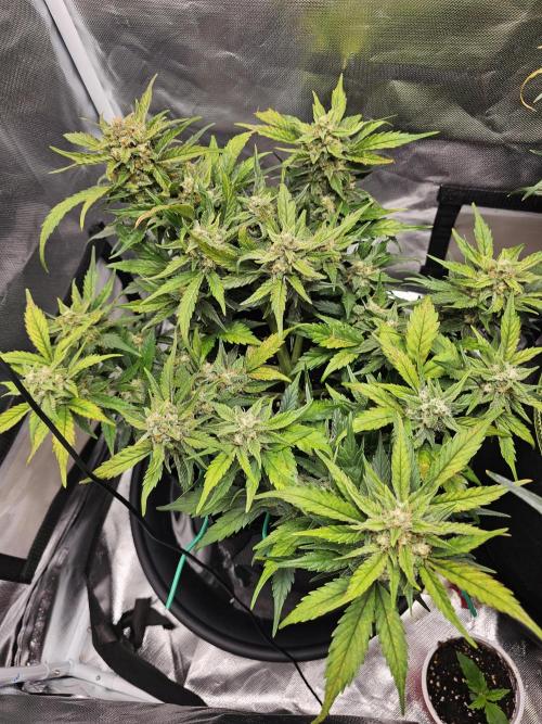 Bruce B & Sour D. Week 9 - Sd