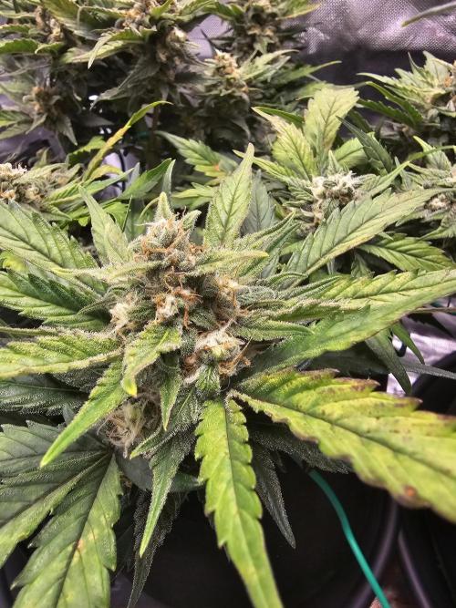 Bruce B & Sour D. Week 9 - Sd