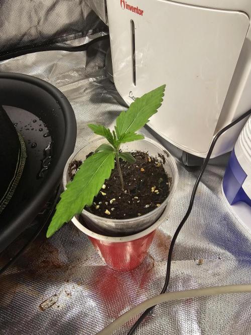 Dos is dos. Week 2 - Dos