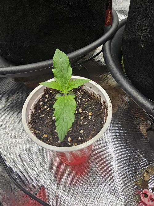 Dos is dos. Week 2 - Moby